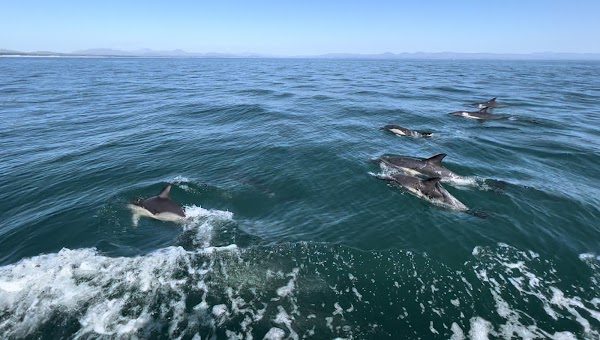 Abersoch Boat Trips photo 2