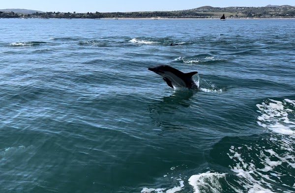 Abersoch Boat Trips photo 4