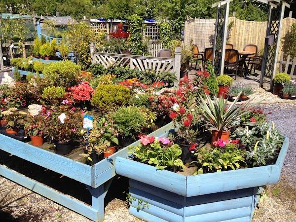 Abersoch Garden Centre photo 1
